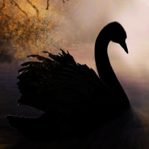 black swan swimming towards moonlight